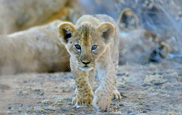 香緹卡深耕動物保育  攜手Lion Guardians 守護獅群